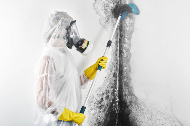 Best Black Mold Removal  in Olcott, NY