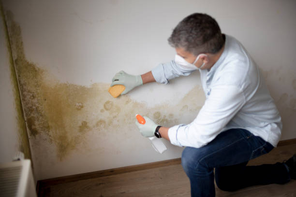 Best Residential Mold Inspection & Testing  in Olcott, NY