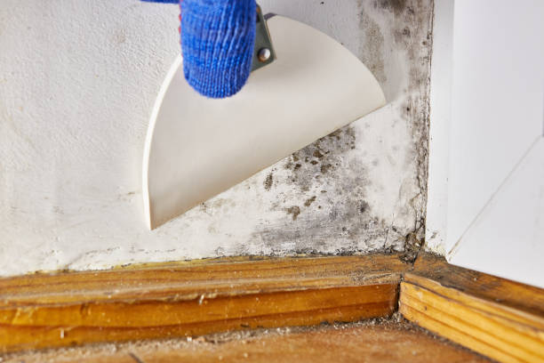 Best Environmental Consulting for Mold Prevention  in Olcott, NY